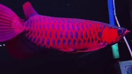 紅龍魚福龍王（紅龍魚福龍王市場價格走勢）