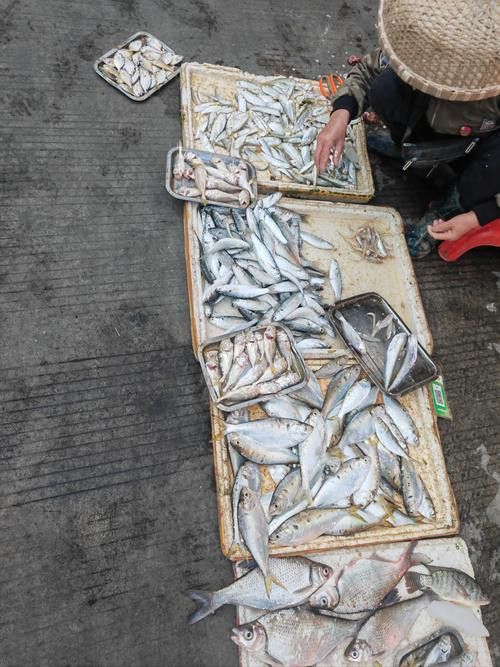 寧德龍魚(yú)專(zhuān)賣(mài)店