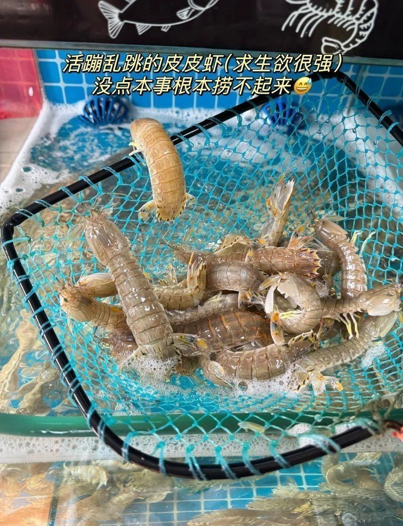 寧德龍魚(yú)專(zhuān)賣(mài)店