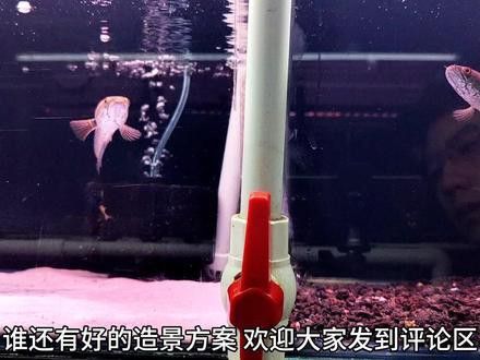 藍寶石龍魚價錢 藍寶石龍魚價錢 龍魚百科 第1張