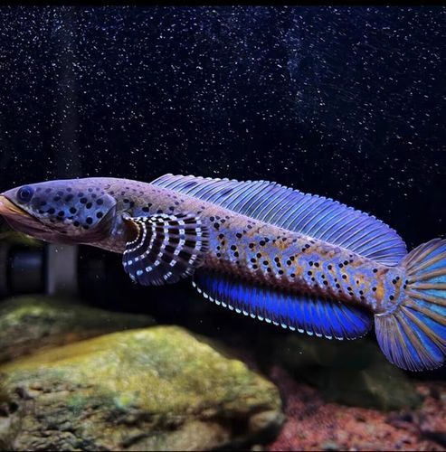 藍寶石龍魚價錢 藍寶石龍魚價錢 龍魚百科 第5張