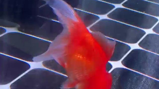 紅龍魚燈的價格范圍是多少？