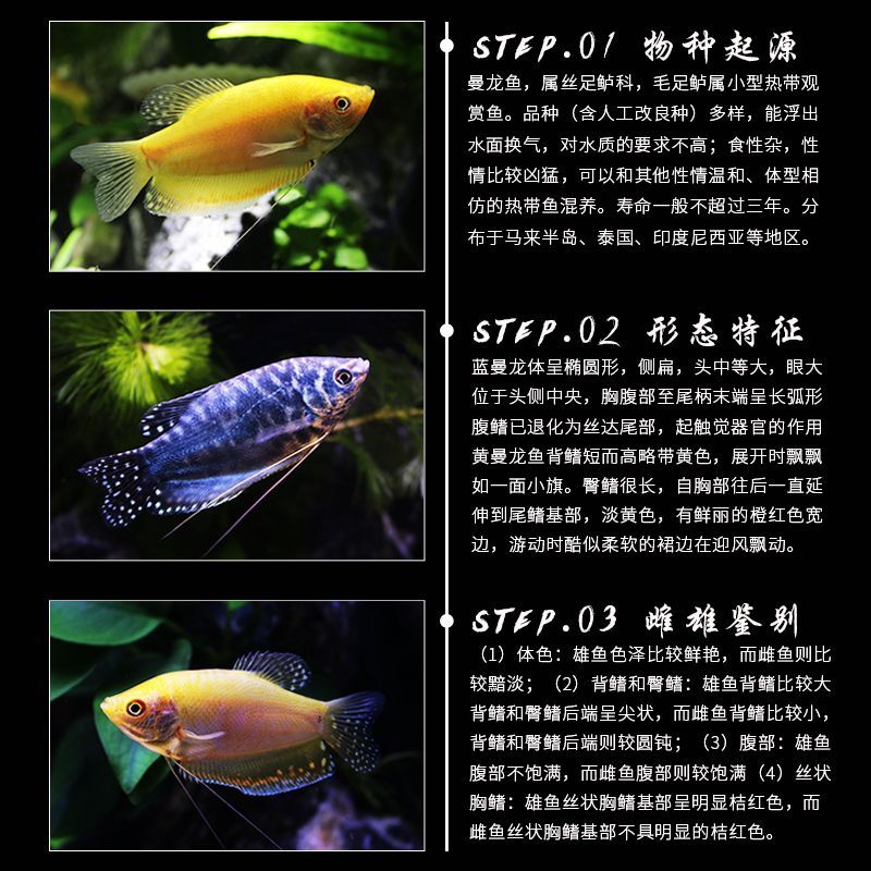 龍魚品質如何鑒別好壞的方法有哪些呢（如何準確地鑒別龍魚的品質）