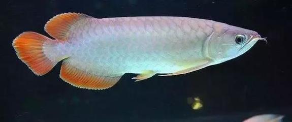 龍魚品質如何鑒別好壞的方法有哪些呢（如何準確地鑒別龍魚的品質）