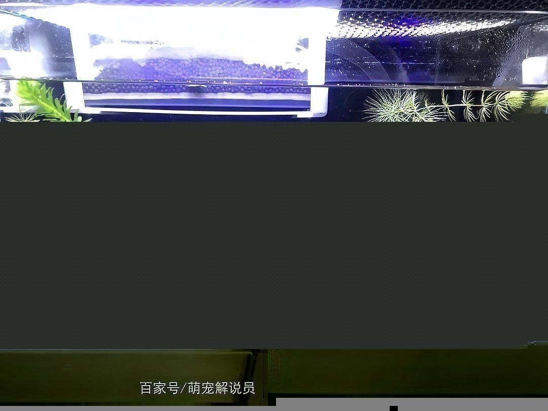 七彩雷龍魚和阿薩姆雷龍魚哪個好養 七彩雷龍魚和阿薩姆雷龍魚哪個好養 龍魚百科 第1張
