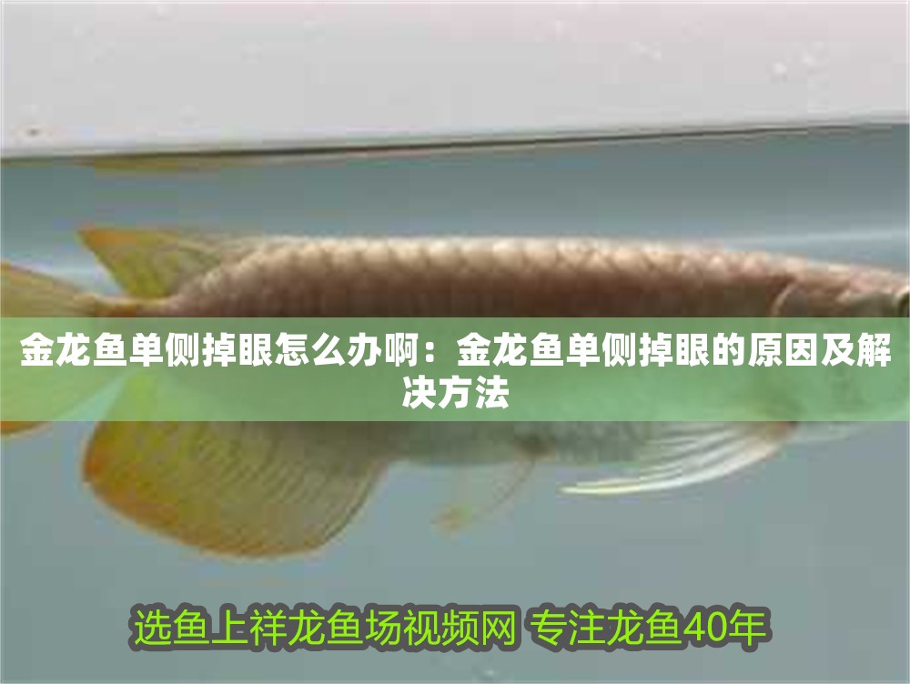 金龍魚單側(cè)掉眼怎么辦啊：金龍魚單側(cè)掉眼的原因及解決方法
