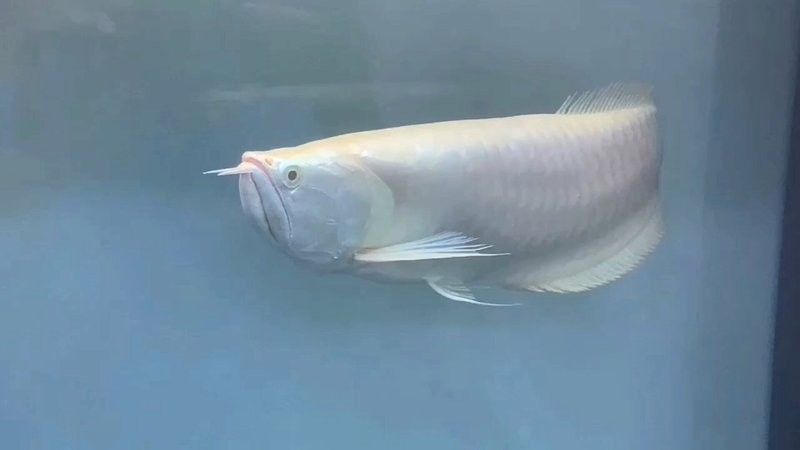 銀龍魚翹嘴怎么回事啊視頻 銀龍魚翹嘴怎么回事啊視頻 龍魚百科 第3張