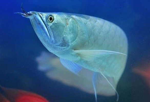銀龍魚翹嘴怎么回事啊視頻 銀龍魚翹嘴怎么回事啊視頻 龍魚百科 第2張