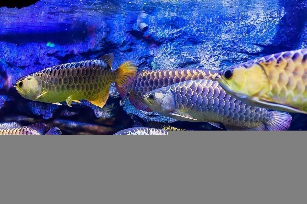 龍魚養一起怎么樣防止他們打架