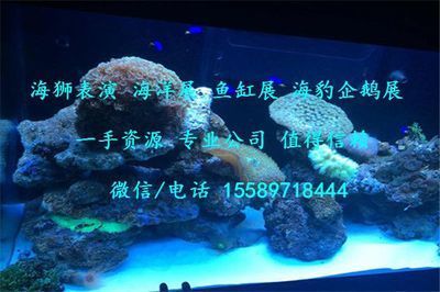 龍魚熱帶魚水溫多少合適啊：龍魚水溫過高怎么辦龍魚水溫適宜范圍的具體信息 龍魚熱帶魚水溫多少合適啊：龍魚水溫過高怎么辦龍魚水溫適宜范圍的具體信息 龍魚百科