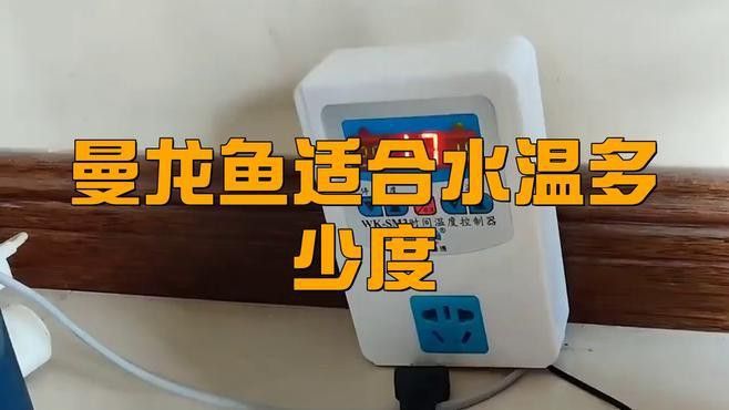 曼龍魚水溫多少合適
