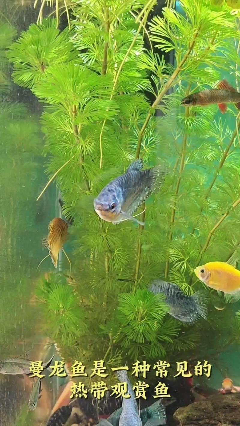 曼龍魚水溫多少合適