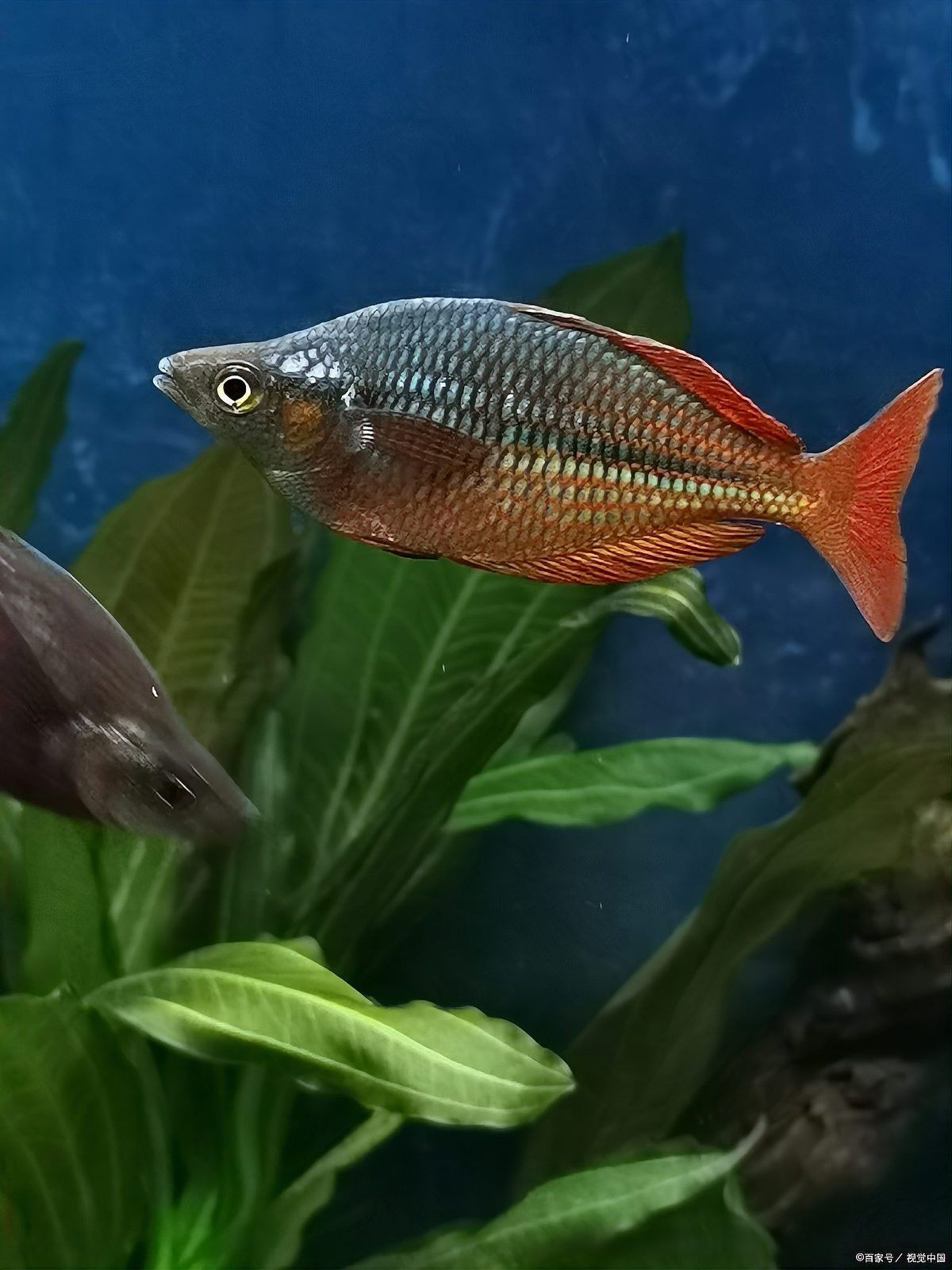 曼龍魚水溫多少合適