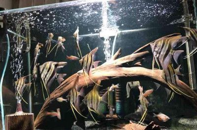 龍魚放到新缸里什么時候可以喂：如何判斷龍魚已適應新環境,龍魚喂食的最佳時間和頻率