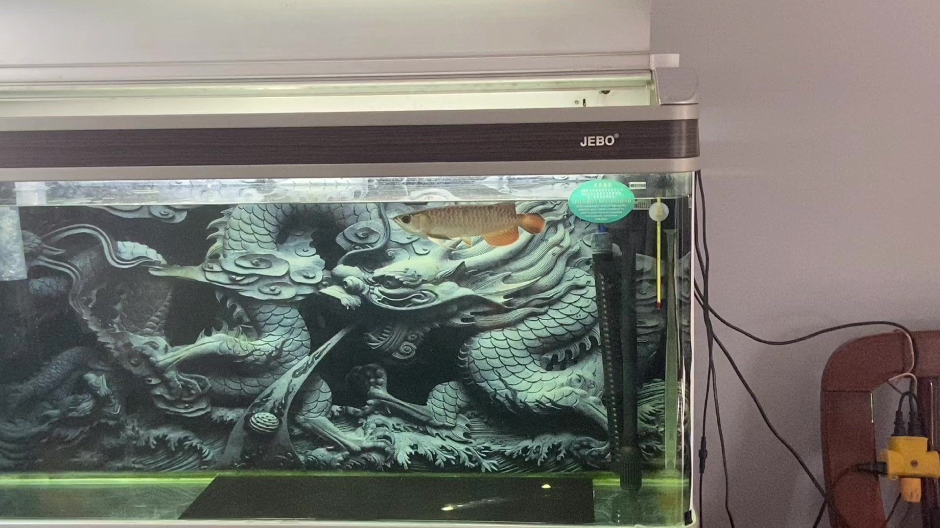 龍魚放到新缸里什么時候可以喂：如何判斷龍魚已適應新環境,龍魚喂食的最佳時間和頻率