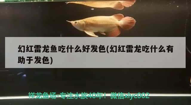 幻紅雷龍魚吃什么好發色(幻紅雷龍吃什么有助于發色)