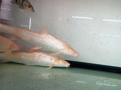 白子招財龍魚能長多大（白子招財龍魚能長多大白子招財龍魚能長多大）