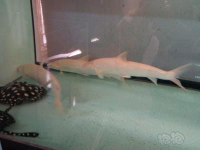 白子招財龍魚能長多大（白子招財龍魚能長多大白子招財龍魚能長多大）
