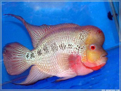 網上買龍魚不包運費嗎：在網上購買龍魚時，運費會由賣家承擔嗎？