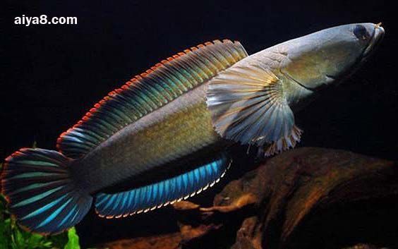 網上買龍魚不包運費嗎：在網上購買龍魚時，運費會由賣家承擔嗎？