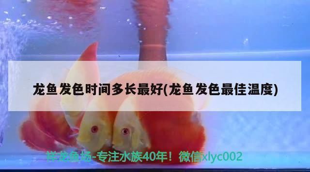 龍魚發(fā)色時間多久合適：如何判斷龍魚發(fā)色是否進(jìn)入下一階段