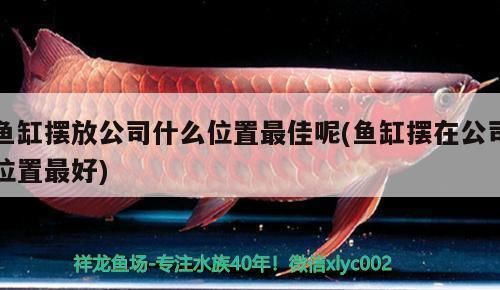 養紅龍魚用什么燈最好養殖（養紅龍魚用什么燈最好養殖呢）