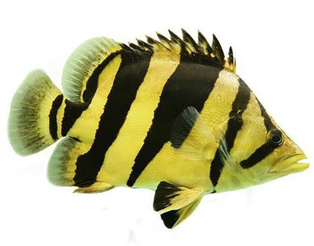 恐龍魚(yú)能和虎魚(yú)混養(yǎng)嗎圖片 恐龍魚(yú)能和虎魚(yú)混養(yǎng)嗎圖片 龍魚(yú)百科 第16張