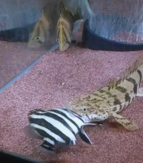恐龍魚(yú)能和虎魚(yú)混養(yǎng)嗎圖片 恐龍魚(yú)能和虎魚(yú)混養(yǎng)嗎圖片 龍魚(yú)百科 第17張
