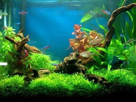 桌面魚缸造景教程怎么打開（小型魚缸適合養什么魚魚缸造景中的光照要求如何維護桌面魚缸水質）