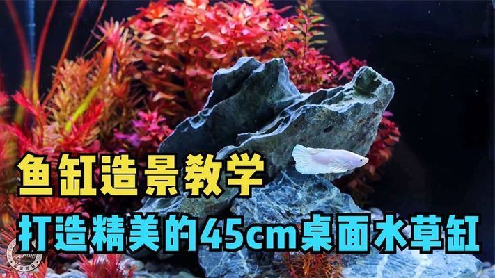 桌面魚缸造景教程怎么打開（小型魚缸適合養什么魚魚缸造景中的光照要求如何維護桌面魚缸水質）