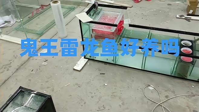 雷龍魚鬼王怎么樣好養嗎