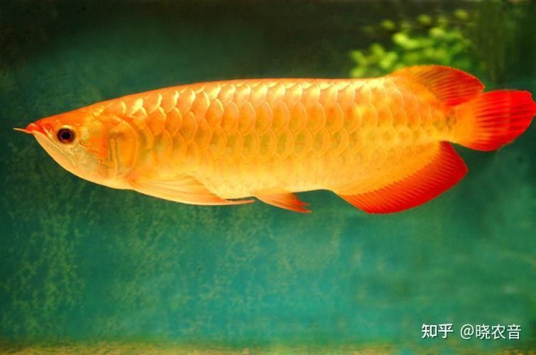 金龍魚哪些癥狀可以自行恢復？ 金龍魚哪些癥狀可以自行恢復？ 龍魚百科 第7張