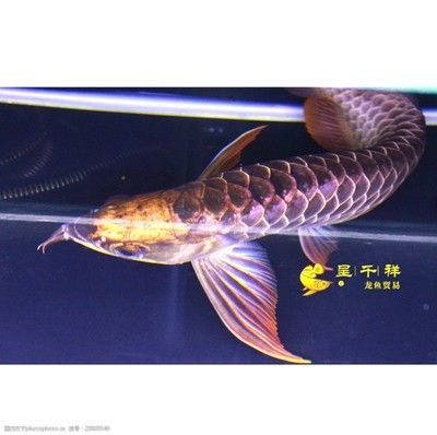 祥龍魚場龍魚出口在哪個位置（祥龍魚場的出口位置并沒有直接提及） 祥龍魚場龍魚出口在哪個位置（祥龍魚場的出口位置并沒有直接提及） 龍魚百科 第4張