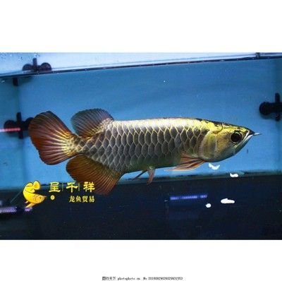 祥龍魚場龍魚出口在哪個位置（祥龍魚場的出口位置并沒有直接提及） 祥龍魚場龍魚出口在哪個位置（祥龍魚場的出口位置并沒有直接提及） 龍魚百科 第7張