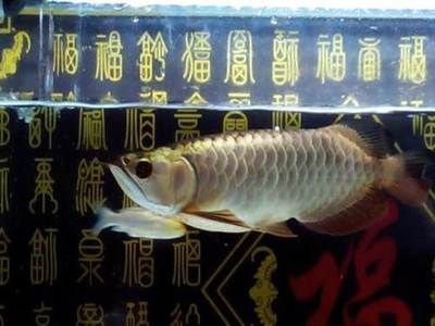 祥龍魚場龍魚出口在哪個位置（祥龍魚場的出口位置并沒有直接提及） 祥龍魚場龍魚出口在哪個位置（祥龍魚場的出口位置并沒有直接提及） 龍魚百科 第6張