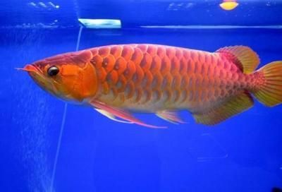 淡水金龍魚，一種極具觀賞價值的古老淡水魚類：淡水金龍魚是一種古老的原始淡水魚類