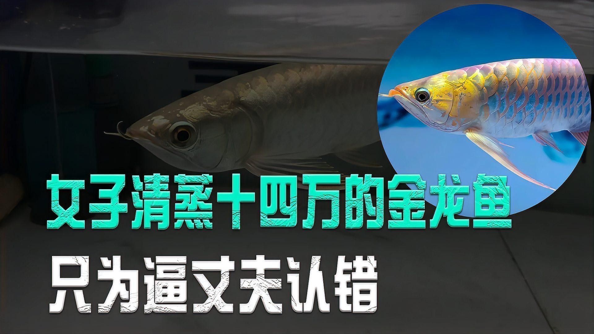 金龍魚清蒸了怎么吃