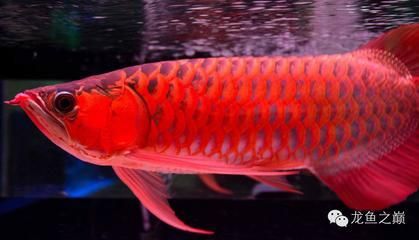 龍魚病了 水流大小會死嗎圖片：水流大小對龍魚的健康有影響， 龍魚病了 水流大小會死嗎圖片：水流大小對龍魚的健康有影響， 龍魚百科 第2張