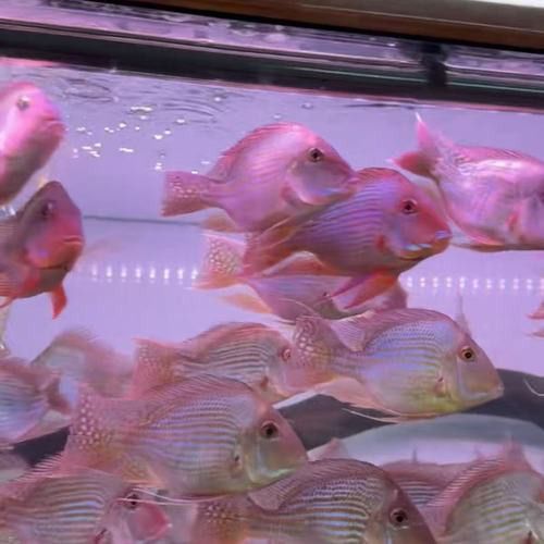 紅龍魚和元寶鳳凰混養(yǎng)可以嗎圖片大全