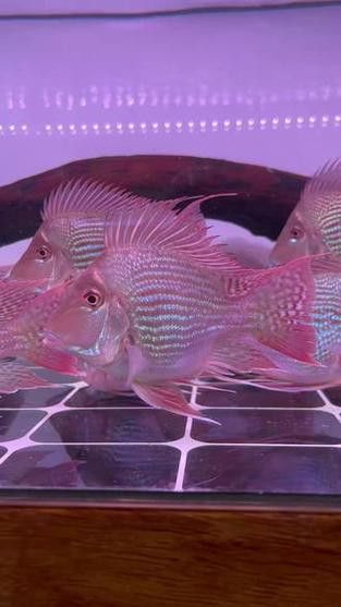 紅龍魚和元寶鳳凰混養(yǎng)可以嗎圖片大全