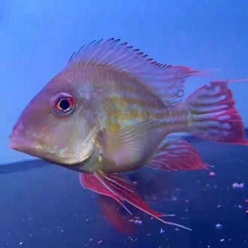 紅龍魚和元寶鳳凰混養(yǎng)可以嗎圖片大全