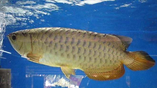 龍魚的疾病與治療方法：關于龍魚常見疾病及其治療方法的詳細信息 龍魚的疾病與治療方法：關于龍魚常見疾病及其治療方法的詳細信息 龍魚百科 第5張