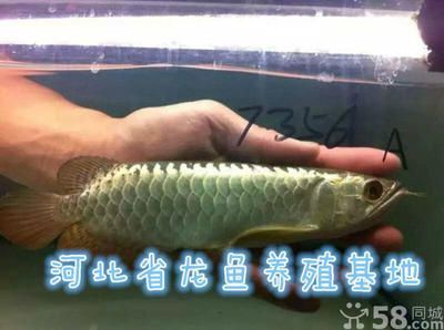 國(guó)內(nèi)龍魚(yú)養(yǎng)殖基地排名第一的是哪家：國(guó)內(nèi)龍魚(yú)養(yǎng)殖基地排名 國(guó)內(nèi)龍魚(yú)養(yǎng)殖基地排名第一的是哪家：國(guó)內(nèi)龍魚(yú)養(yǎng)殖基地排名 龍魚(yú)百科 第2張
