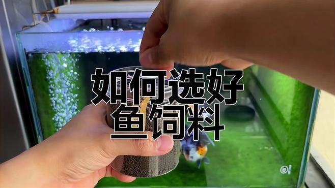 金龍魚專用飼料哪個性價比最高？ 金龍魚專用飼料哪個性價比最高？ 龍魚百科 第1張