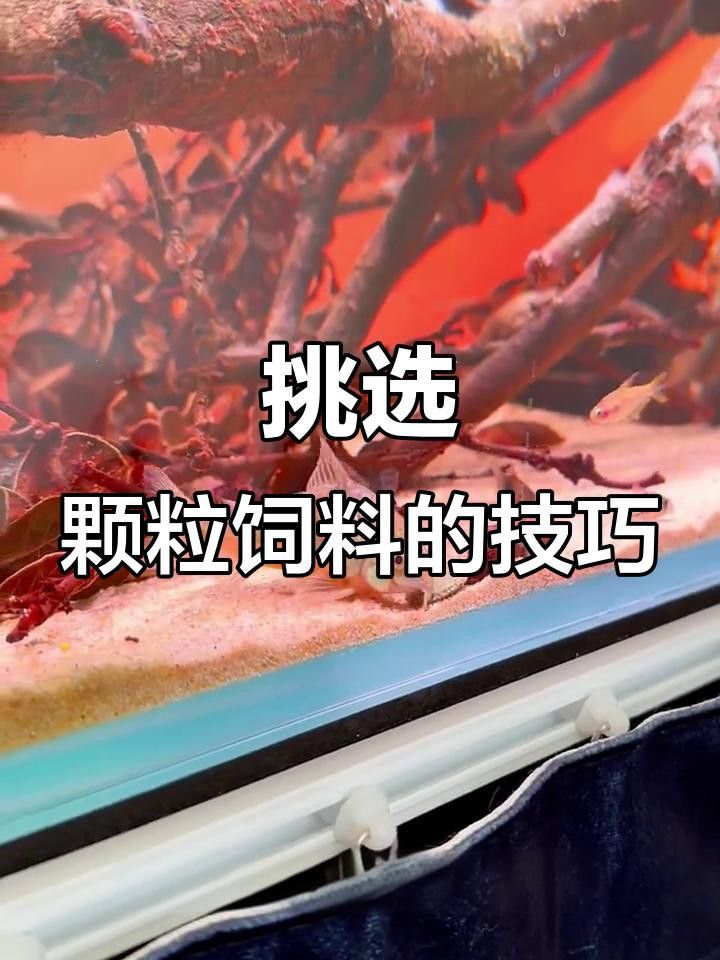 金龍魚專用飼料哪個性價比最高？ 金龍魚專用飼料哪個性價比最高？ 龍魚百科 第5張