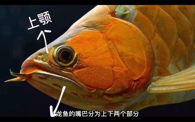 龍魚兜嘴和不兜嘴圖解