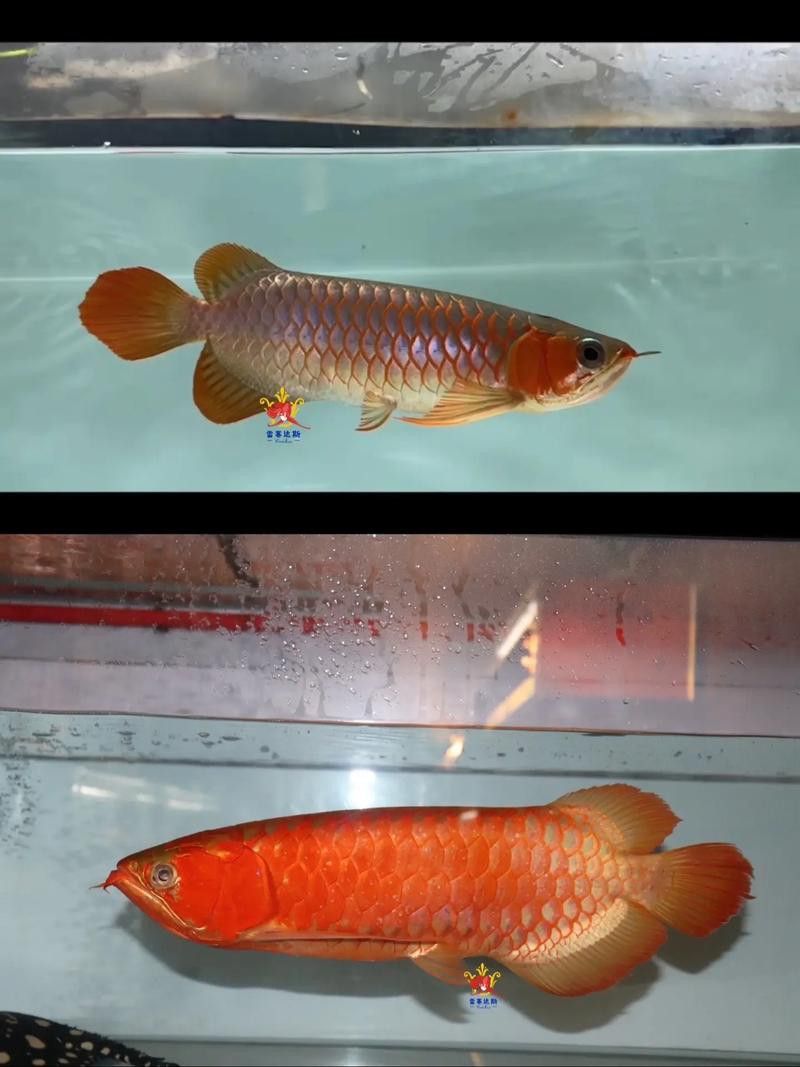 紅龍魚級別區(qū)分圖
