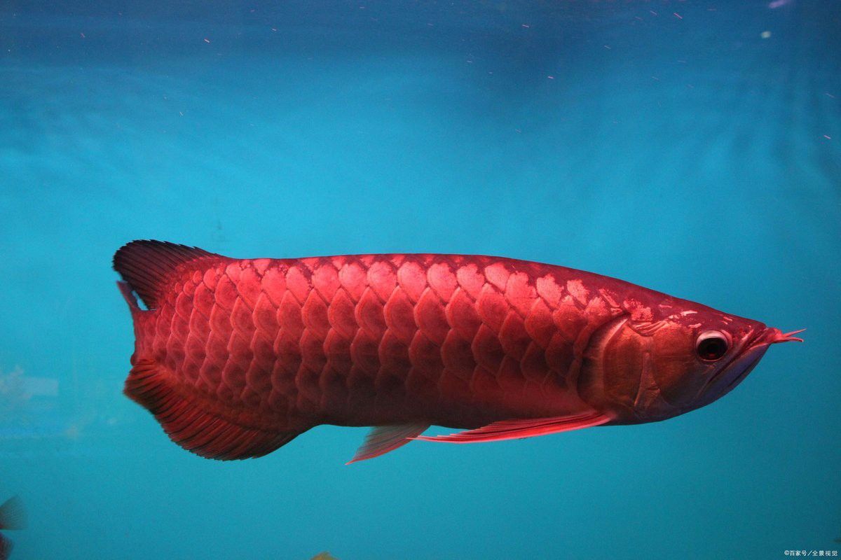 紅龍魚級別區(qū)分圖
