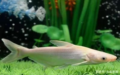 黃化銀龍魚(yú)好看嗎【黃化銀龍魚(yú)好看的標(biāo)準(zhǔn)】