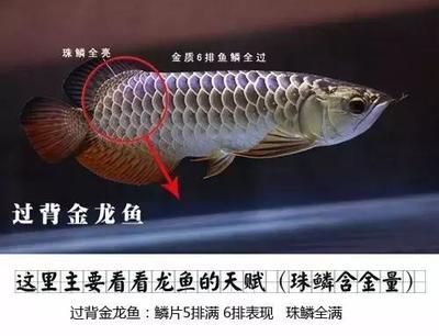 龍魚鑒別最簡單三個方法是什么意思（在挑選和鑒別龍魚時可以從以下幾個簡單而有效的方法入手）